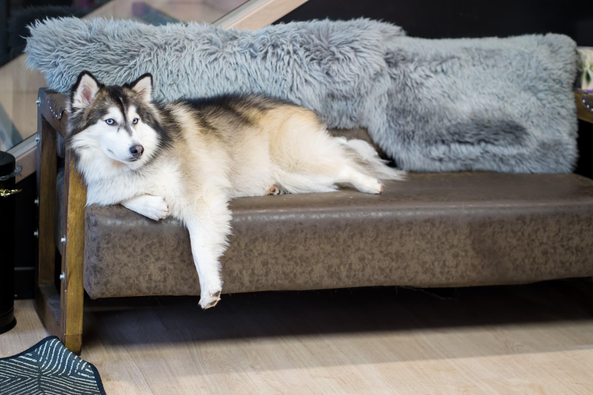 Salon Dog Friendly Dollhouse Hair