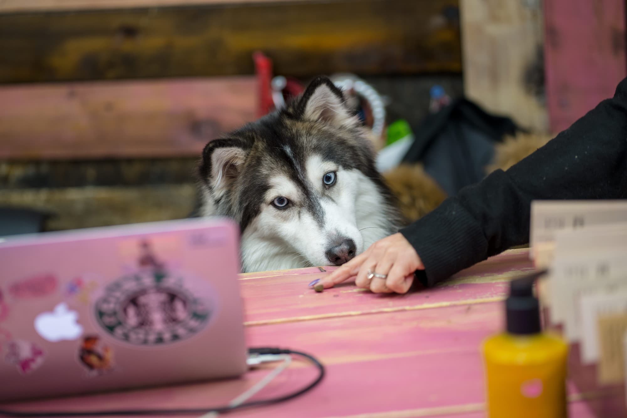 Husky Salon Mascot Dollhouse Hair