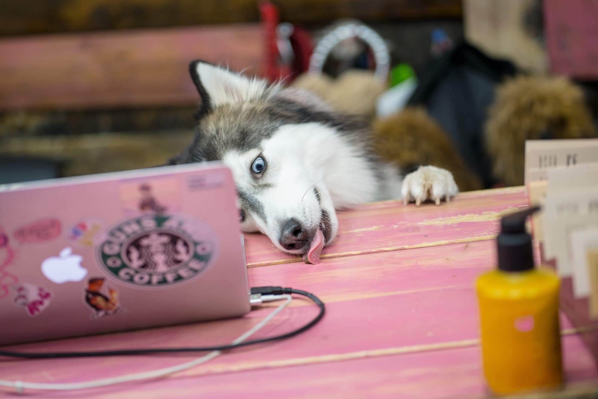 Playful Salon Dog Dollhouse Hair